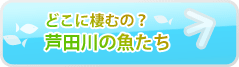 どこに棲むの？芦田川の魚たち